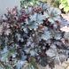 Гейхера Ворлд Кафе Еспресо (Heuchera World Caffe Expresso) 20303 фото 1