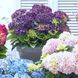 Гортензія великолиста Джип Блу (Hydrangea macrophylla Jip Blue) 20352 фото 1