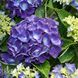 Гортензія великолиста Джип Блу (Hydrangea macrophylla Jip Blue) 20352 фото 2