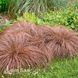 Осока Бронзе (Carex comans Bronze Form) 20052 фото 2