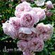 Роза английская Спирит оф Фридом (Rosa Spirit of Freedom) 50203 фото 3