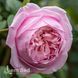 Роза английская Спирит оф Фридом (Rosa Spirit of Freedom) 50203 фото 2