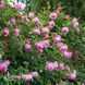 Роза английская Спирит оф Фридом (Rosa Spirit of Freedom) 50203 фото 1