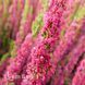 Вереск обыкновенный Диско Квин (Calluna vulgaris Disco Queen) 20262 фото 2