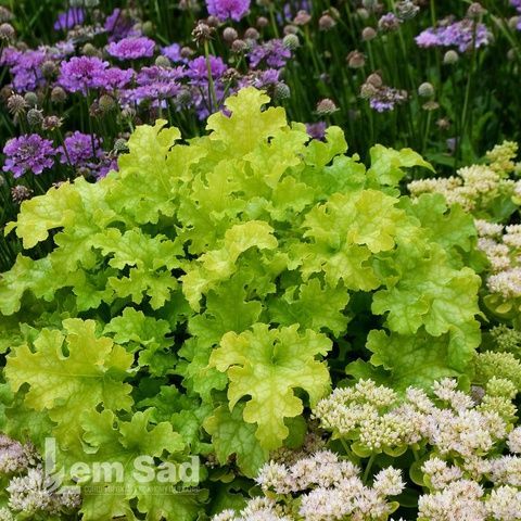 Гейхера Ворлд Кафе Лайм Американо (Heuchera World Caffe Lime Americano) 20304 фото