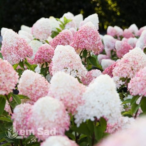 Гортензия метельчатая Ливинг Пинк энд Роуз (Hydrangea paniculata Living Pink & Rose) 20403 фото