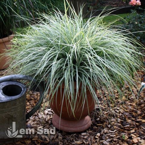 Осока Еверест (Carex oshimensis Everest) 20053 фото