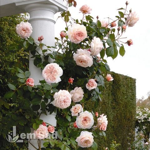 Роза английская Дженероуз Гарден (Rosa The Generous Gardener) 50205 фото