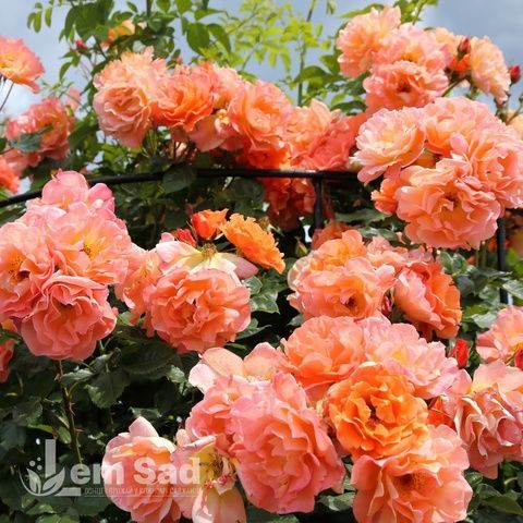 Роза плетистая Салита (Rosa Salita) 50263 фото