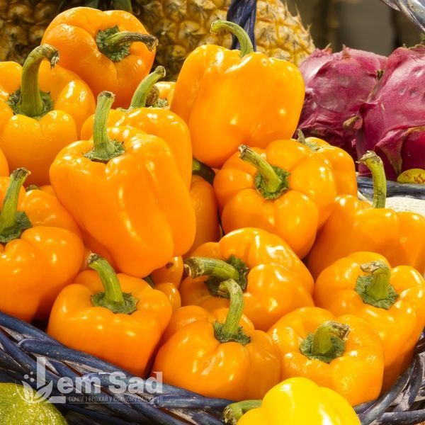 Перець солодкий Бичок 70062 фото