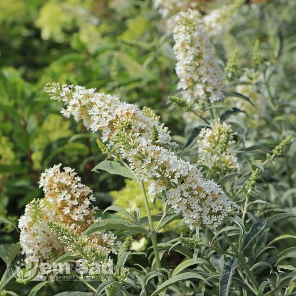 Буддлея Вайт Бол (Buddleja davidii White Ball) 20213 фото