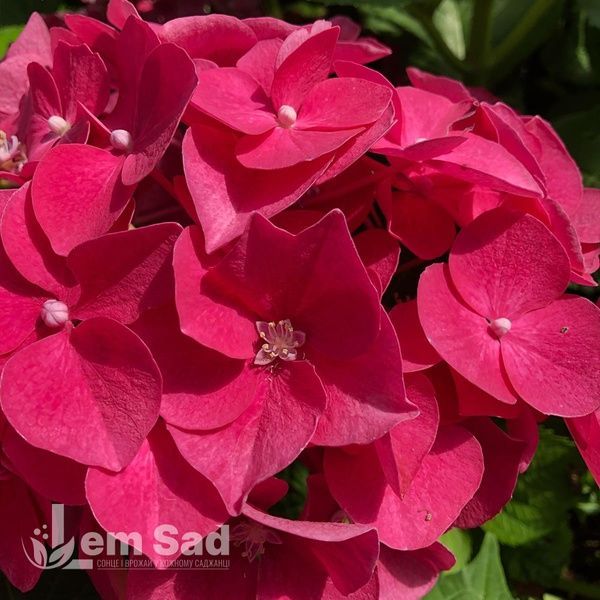 Гортензія великолиста Лойхтфоєр (Hydrangea macrophylla Leuchtfeuer) 20353 фото