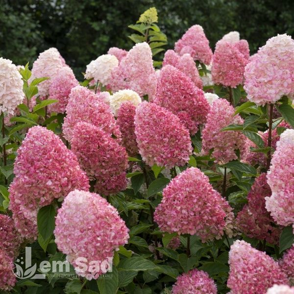 Гортензия метельчатая Ливинг Пинк энд Роуз (Hydrangea paniculata Living Pink & Rose) 20403 фото