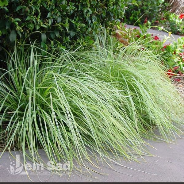 Осока Еверест (Carex oshimensis Everest) 20053 фото