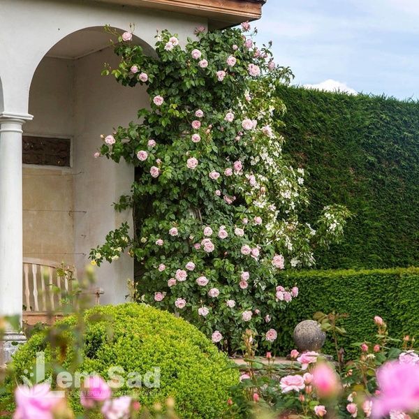 Роза английская Дженероуз Гарден (Rosa The Generous Gardener) 50205 фото