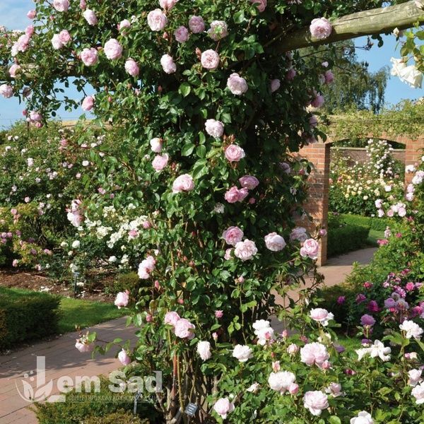 Роза английская Дженероуз Гарден (Rosa The Generous Gardener) 50205 фото