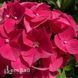 Гортензія великолиста Лойхтфоєр (Hydrangea macrophylla Leuchtfeuer) 20353 фото 2