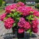 Гортензія великолиста Лойхтфоєр (Hydrangea macrophylla Leuchtfeuer) 20353 фото 1
