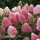 Гортензия метельчатая Ливинг Пинк энд Роуз (Hydrangea paniculata Living Pink & Rose) 20403 фото 2