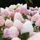Гортензия метельчатая Ливинг Пинк энд Роуз (Hydrangea paniculata Living Pink & Rose) 20403 фото 1