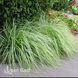 Осока Еверест (Carex oshimensis Everest) 20053 фото 2