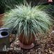 Осока Еверест (Carex oshimensis Everest) 20053 фото 1