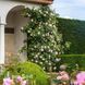 Роза английская Дженероуз Гарден (Rosa The Generous Gardener) 50205 фото 3