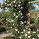Роза английская Дженероуз Гарден (Rosa The Generous Gardener) 50205 фото 2