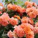 Троянда плетиста Саліта (Rosa Salita) 50263 фото 1