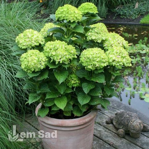 Гортензия крупнолистная Мэджикал Грин Клауд (Hydrangea macrophylla Magical Green Cloud) 20354 фото