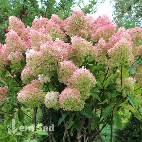 Гортензия метельчатая Мэджикал Свит Саммер (Hydrangea paniculata Magical Sweet Summer) 20404 фото