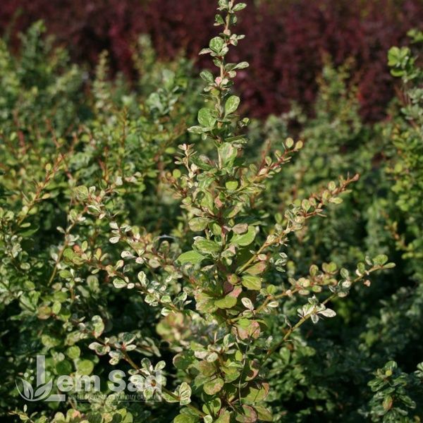 Барбарис Тунберга Келлеріс (Berberis thunbergii Kelleriis) 20155 фото