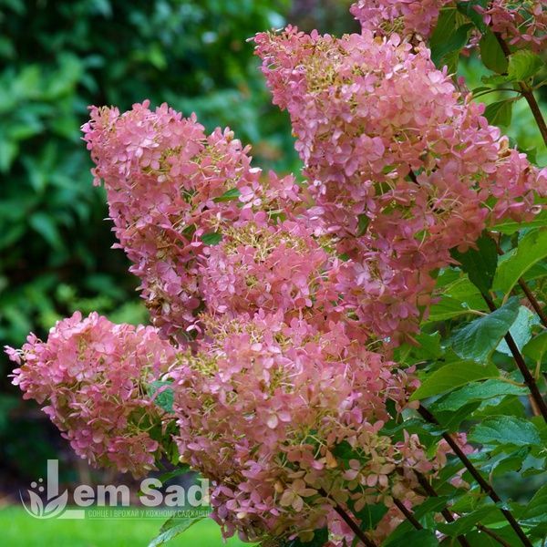 Гортензия метельчатая Мэджикал Свит Саммер (Hydrangea paniculata Magical Sweet Summer) 20404 фото