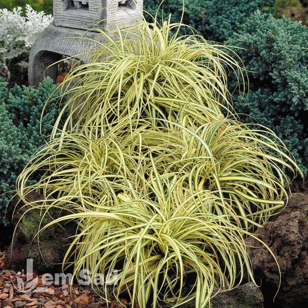 Осока Эверголд (Carex oshimensis Evergold) 20054 фото