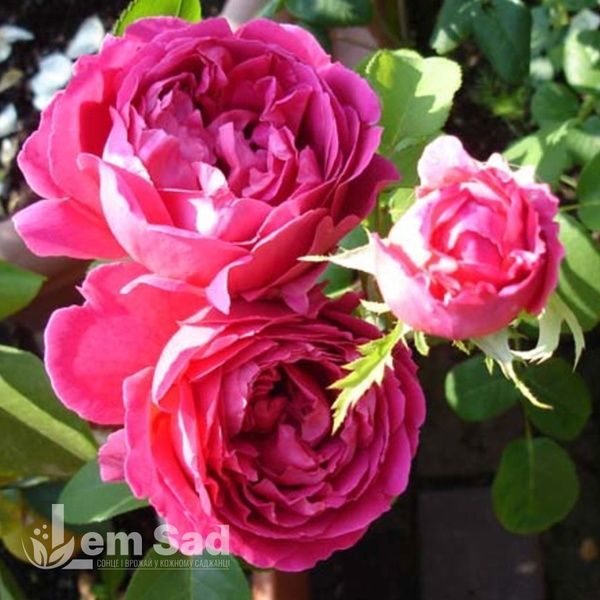 Троянда англійська Отелло (Rosa Othello) 50210 фото