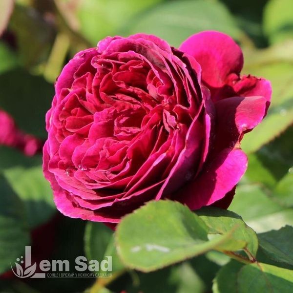 Троянда англійська Отелло (Rosa Othello) 50210 фото