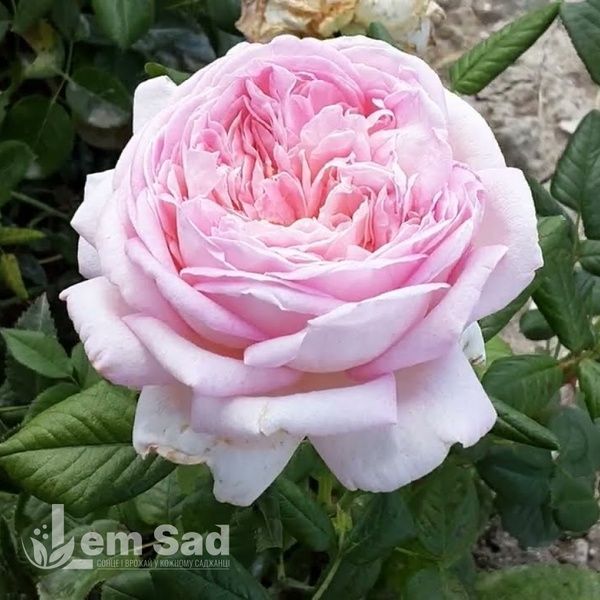 Троянда чайно-гібридна Міріам (Rosa Myriam) 50022 фото