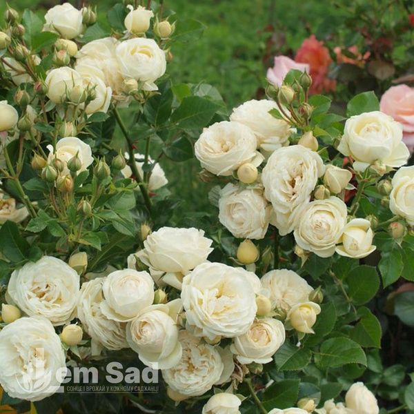 Троянда флорібунда Біла Вайт Піано (Rosa White Piano) 50264 фото