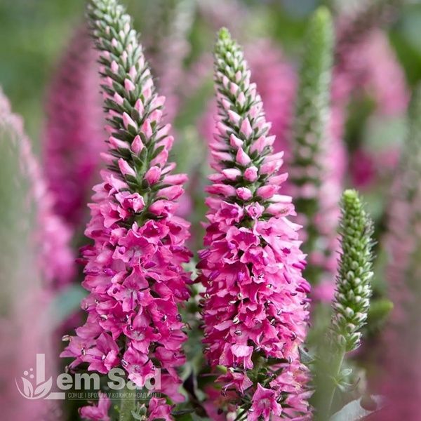 Вероника колосистая Баблгам Кендлс (Veronica spicata Bubblegum Candles) 20264 фото
