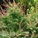 Барбарис Тунберга Келлеріс (Berberis thunbergii Kelleriis) 20155 фото 1
