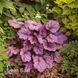 Гейхера Вайлд Роуз (Heuchera Wild Rose) 20305 фото 2