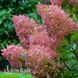 Гортензия метельчатая Мэджикал Свит Саммер (Hydrangea paniculata Magical Sweet Summer) 20404 фото 2
