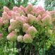 Гортензия метельчатая Мэджикал Свит Саммер (Hydrangea paniculata Magical Sweet Summer) 20404 фото 1