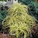Осока Эверголд (Carex oshimensis Evergold) 20054 фото 2