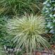 Осока Эверголд (Carex oshimensis Evergold) 20054 фото 1
