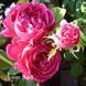 Троянда англійська Отелло (Rosa Othello) 50210 фото 2