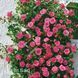 Троянда англійська Отелло (Rosa Othello) 50210 фото 1