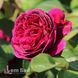 Троянда англійська Отелло (Rosa Othello) 50210 фото 3