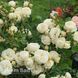 Троянда флорібунда Біла Вайт Піано (Rosa White Piano) 50264 фото 3