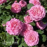 Роза чайно-гибридная Ева (Rosa Eva) 50241 фото